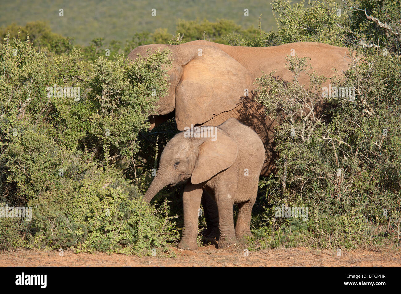 Un jeune éléphant d'Afrique (Loxodonta africana) se nourrissant d'un arbre, Afrique du Sud Banque D'Images
