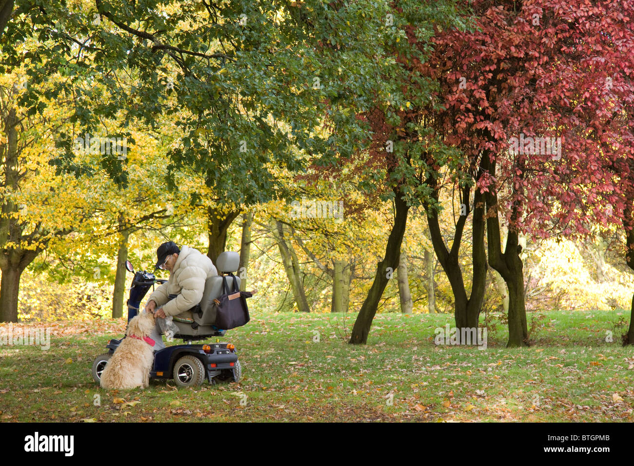 L'homme en fauteuil roulant motorisé avec le chien dans le parc. Couleurs d'automne Banque D'Images