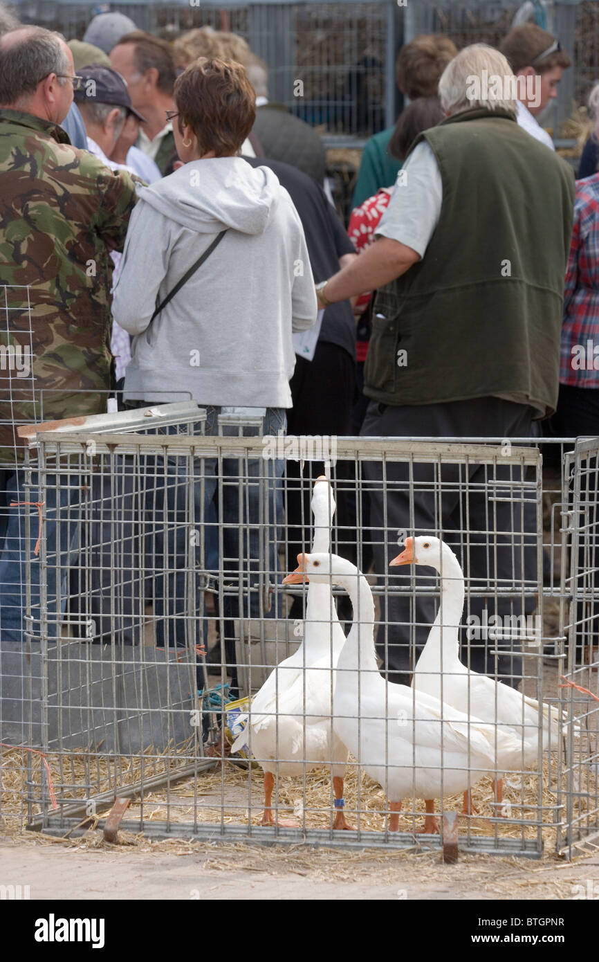 Vente aux enchères de la volaille domestique, Suffolk, East Anglia, Royaume-Uni. Chinois blanc oies (Anser cygnoides), en premier plan. Banque D'Images