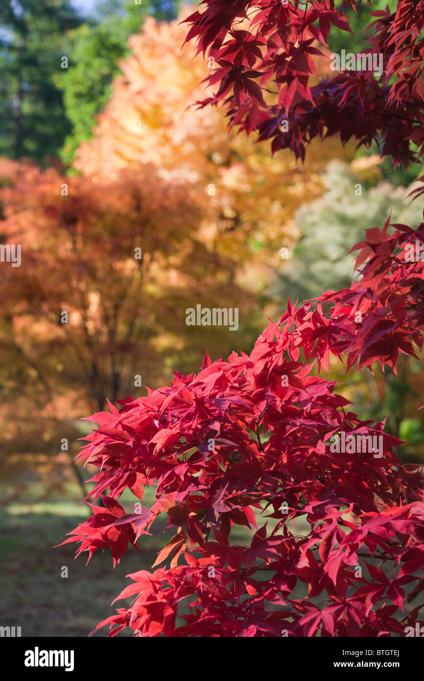 Couleurs d'automne à incandescence dans la collecte, l'érable japonais Westonbirt Arboretum 6 Banque D'Images