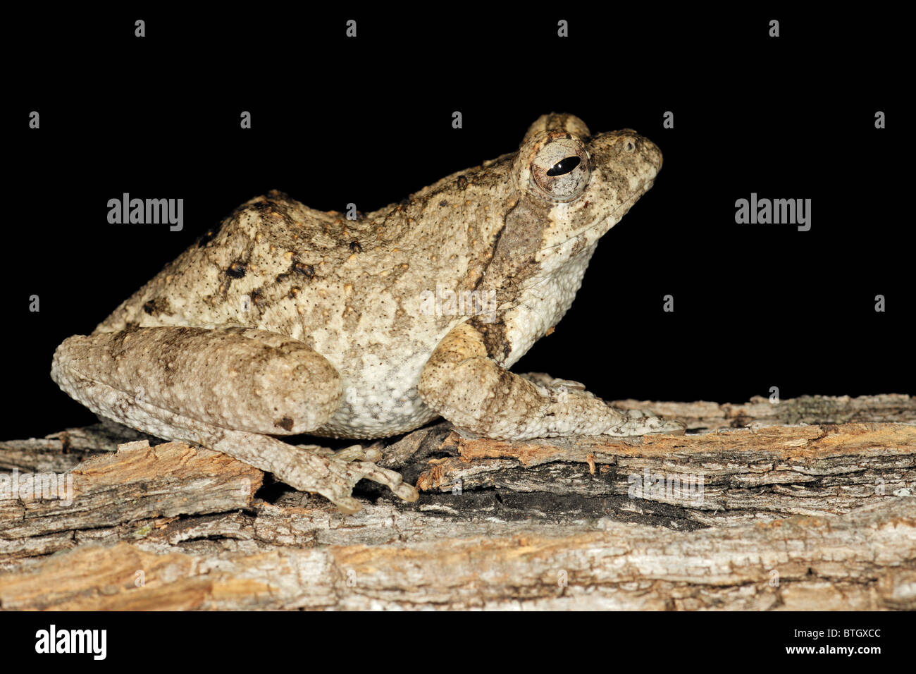 Nid de mousse (Chiromantis xerampelina grenouille) camouflé sur l'écorce d'un arbre, Afrique du Sud Banque D'Images