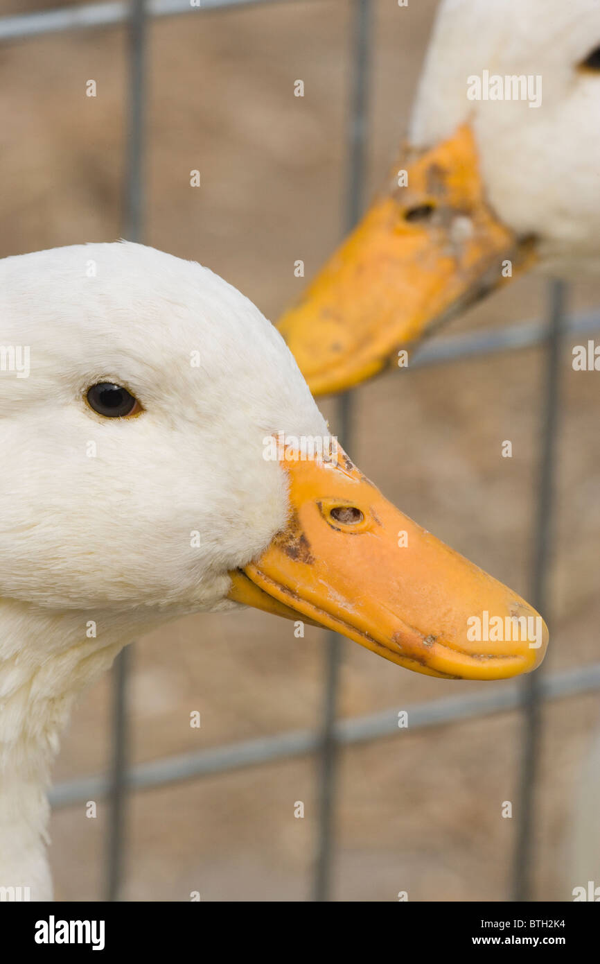 Canard de Pékin (Anas platyrhynchos). La race. En vente dans une vente aux enchères de la volaille, Suffolk, East Anglia. Portrait. Banque D'Images