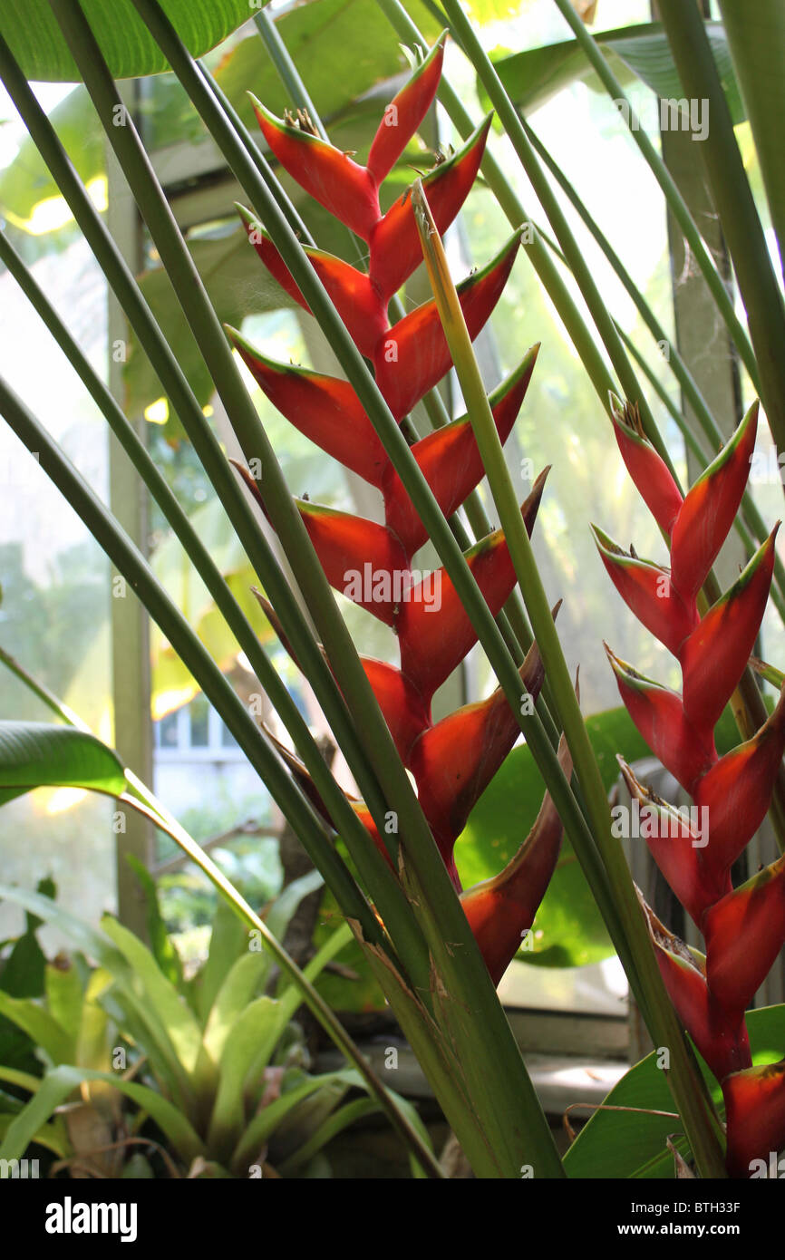 Heliconia Stricta / Bihai Stricta / Oliveira's Sharonii Banque D'Images