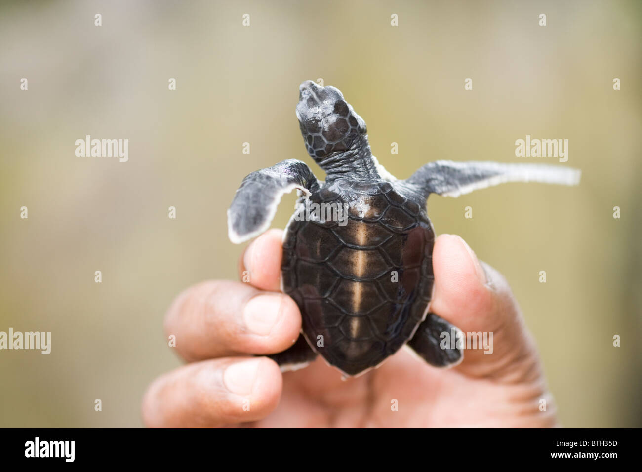 La tortue verte (Chelonia mydas). Hatchling tenu dans une main, montrant le dos shell, à l'endroit ou de la carapace. Banque D'Images