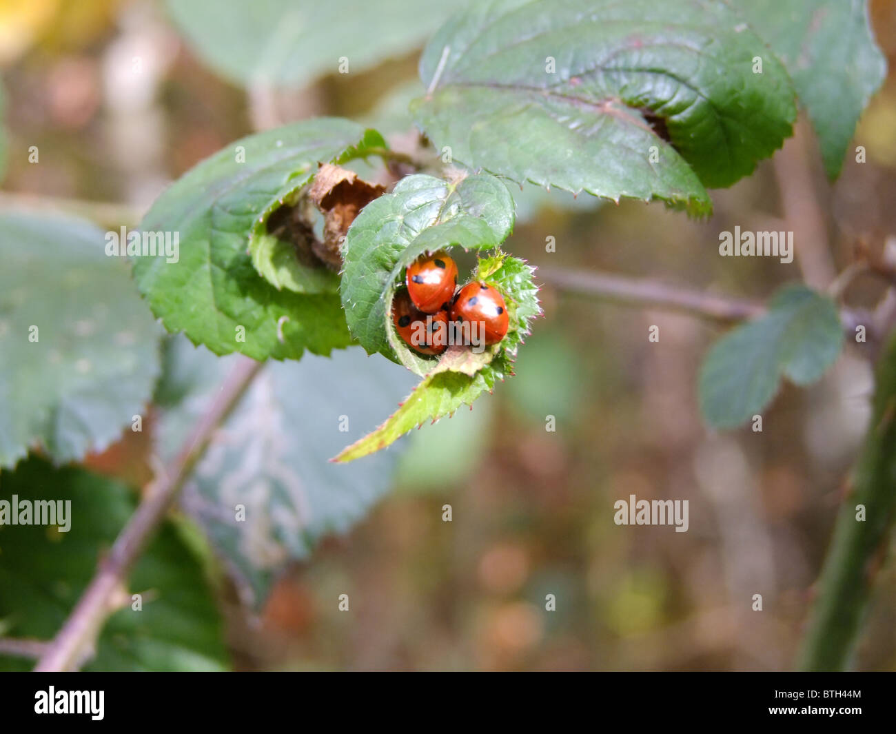 Automne coccinelles Banque D'Images