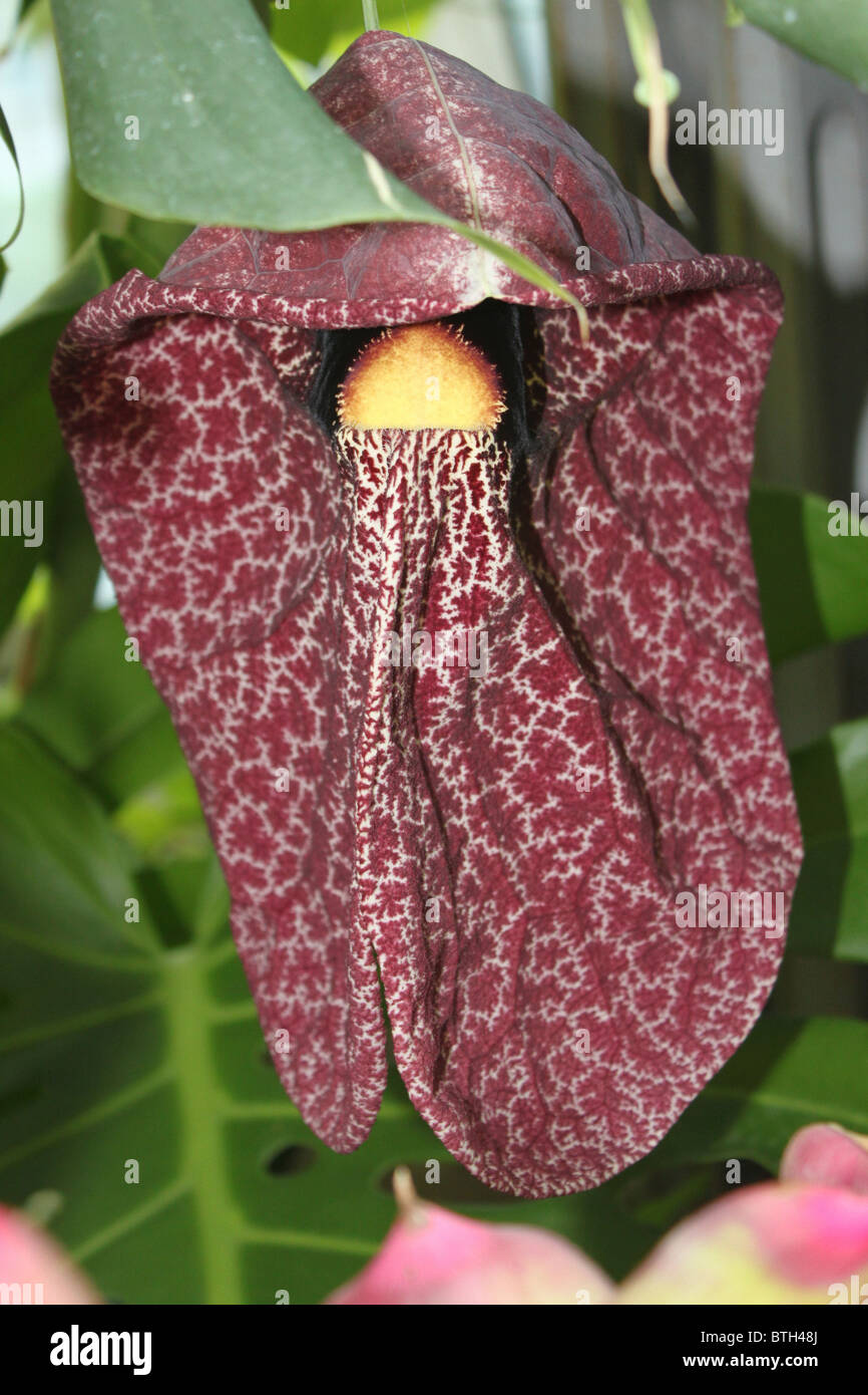 Aristolochia gigantea (Brésilien Dutchman's pipe, Pelican géant fleur, l'aristoloche Sylvicola Standley) Banque D'Images