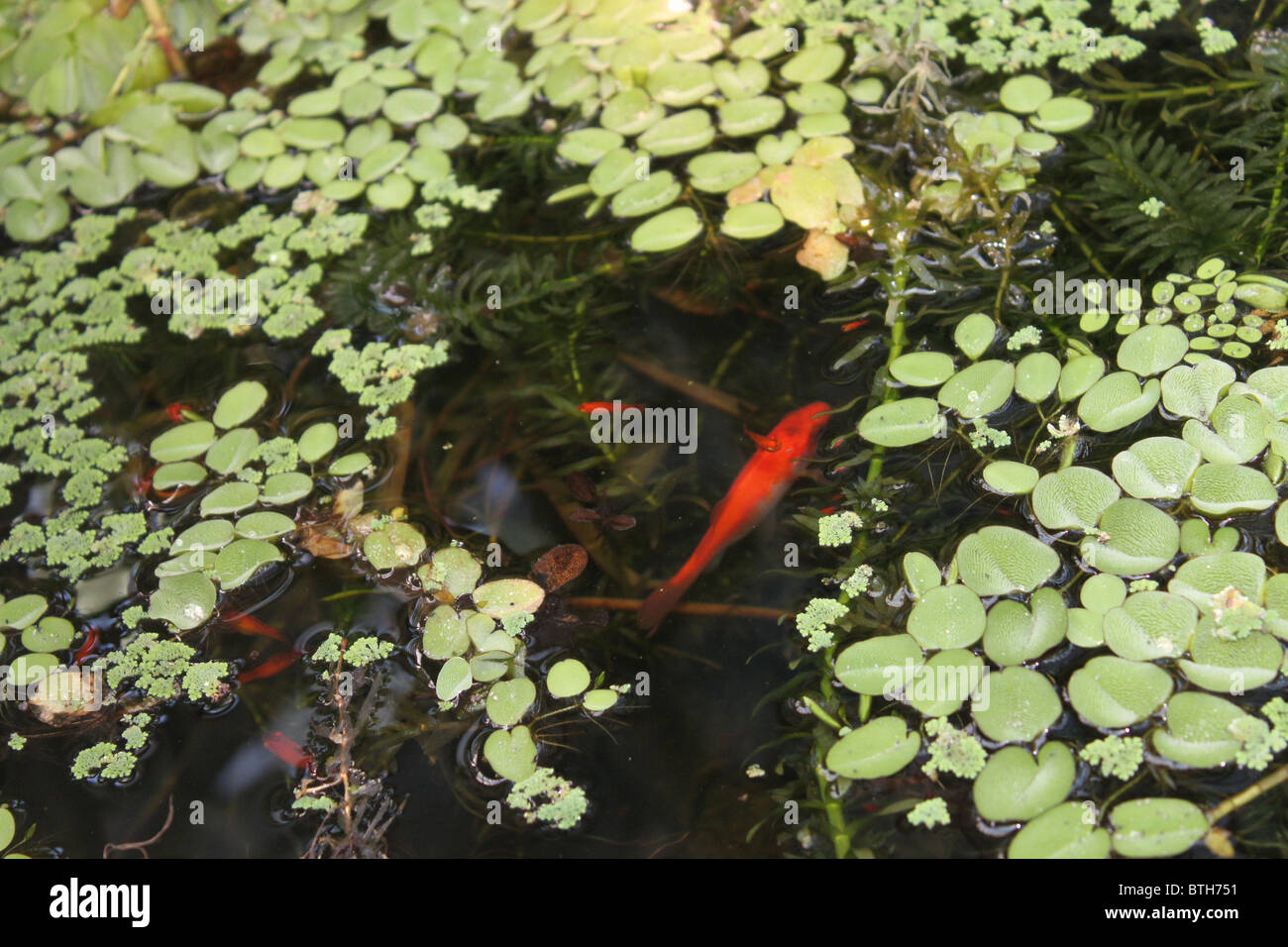 Poisson rouge, nage sous lemna couvrir dans un petit lac. Banque D'Images