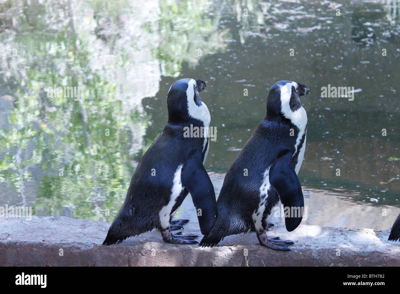 Deux pingouins de Humboldt / Spheniscus Humboldti au bord d'une piscine dans un zoo. Banque D'Images