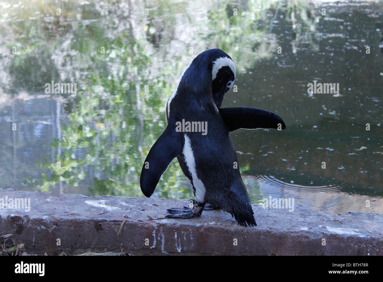 Manchot de Humboldt / Spheniscus Humboldti au bord d'une piscine dans un zoo. Banque D'Images