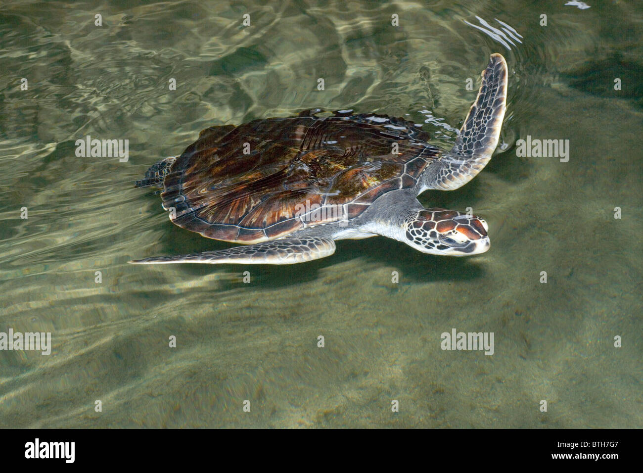 La tortue verte (Chelonia mydas). La natation. Banque D'Images