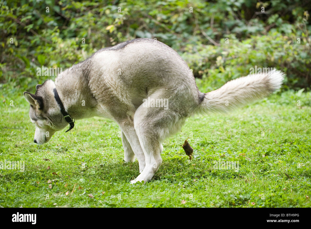 Le Chien (Canis lupus familiaris), déféquer. Banque D'Images