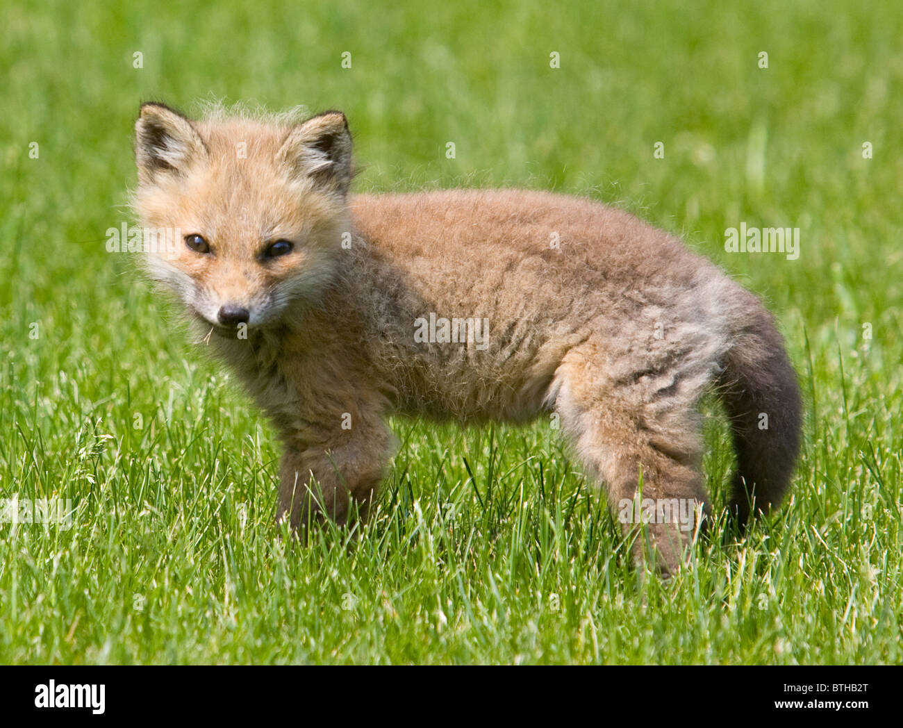 North American Baby Red Fox Banque D'Images