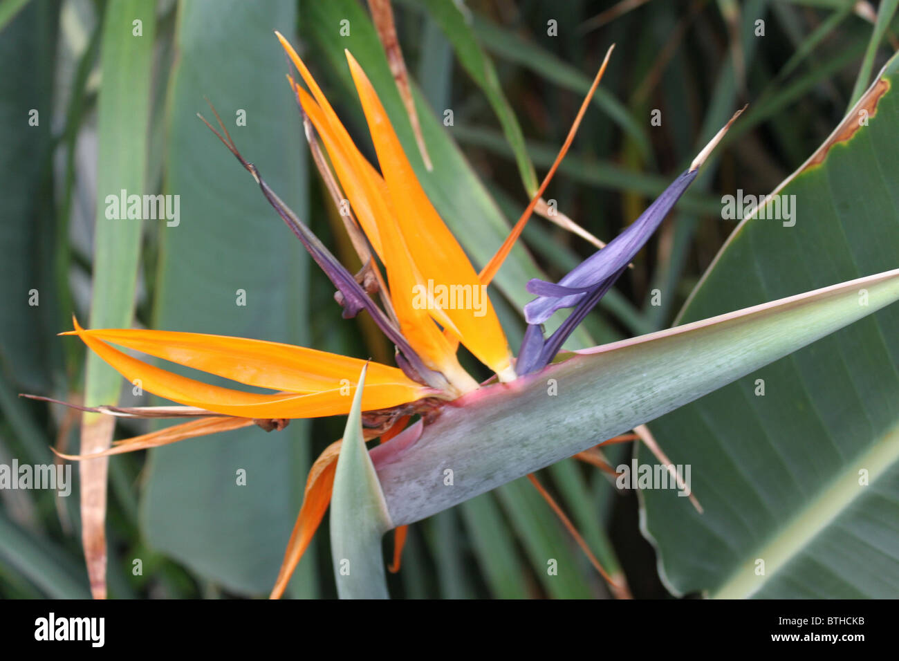 Strelitzia reginae / Bird of Paradise Flower / Crane Flower Banque D'Images