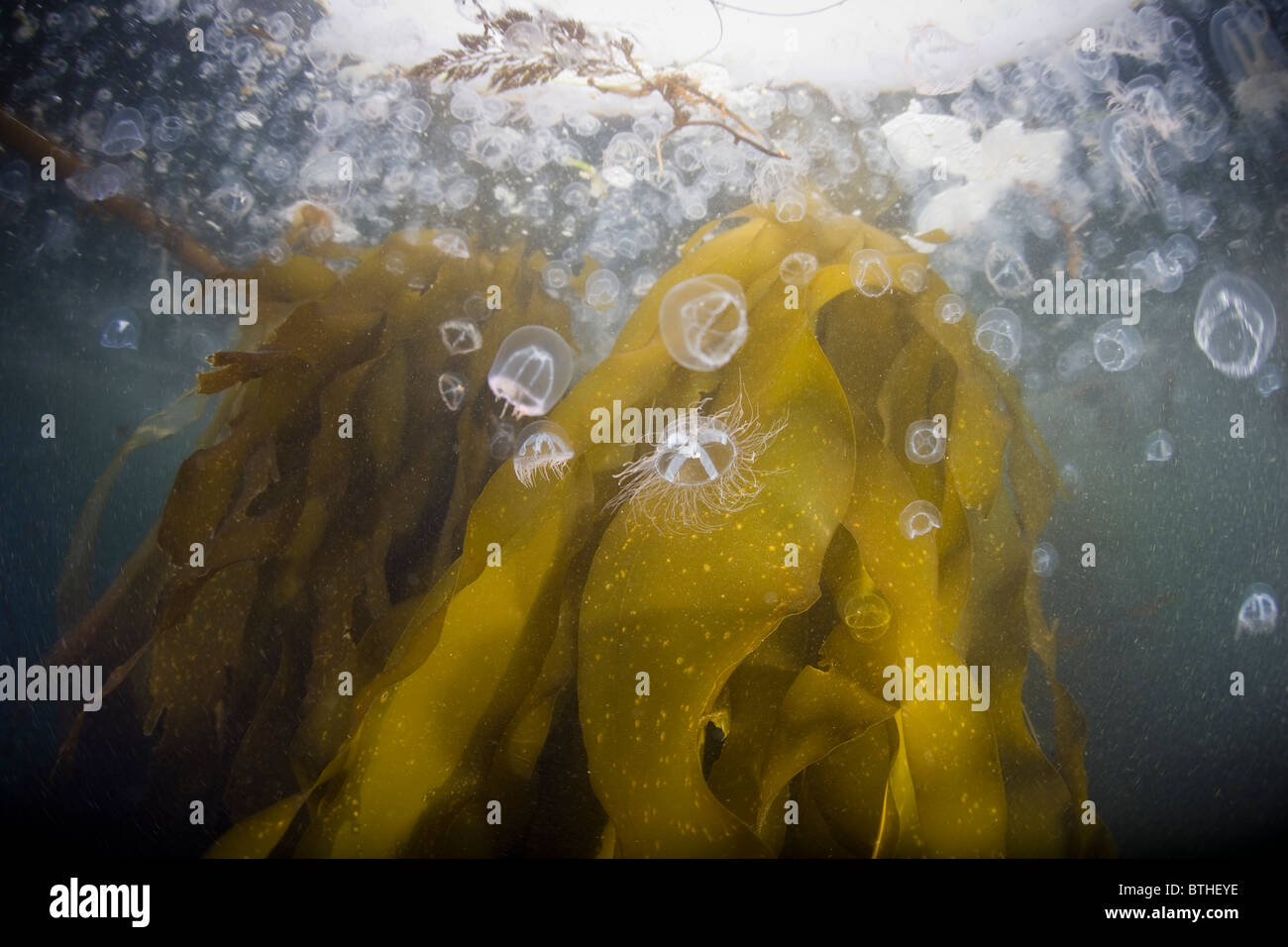 Entouré de petites méduses, bull kelp Nereocystis luetkeana, vagues, houle du Pacifique le long de la côte de Californie du nord. Banque D'Images
