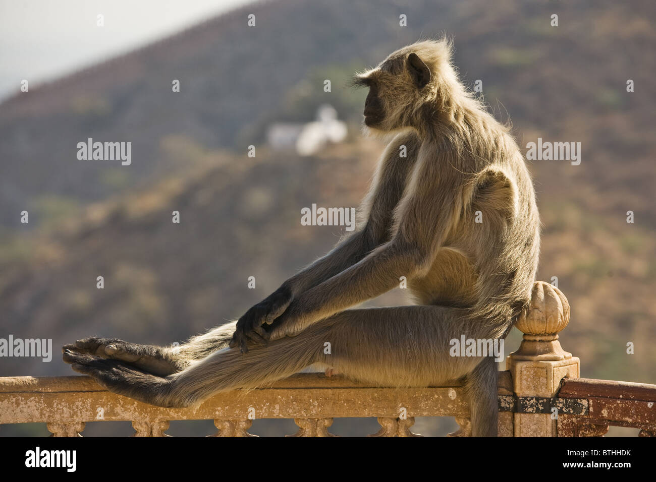 Hanuman-Langur Hulmane ou Langur, Indiennes (Semnopithecus animaux singe), l'Inde du Nord, Inde, Asie Banque D'Images
