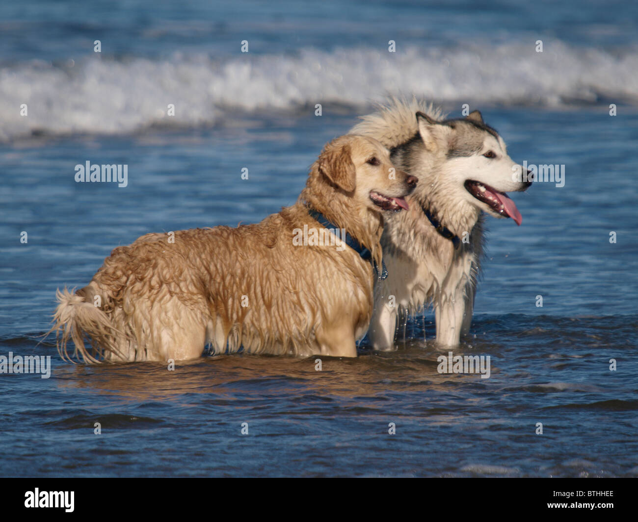 Deux chiens debout dans la mer, UK Banque D'Images