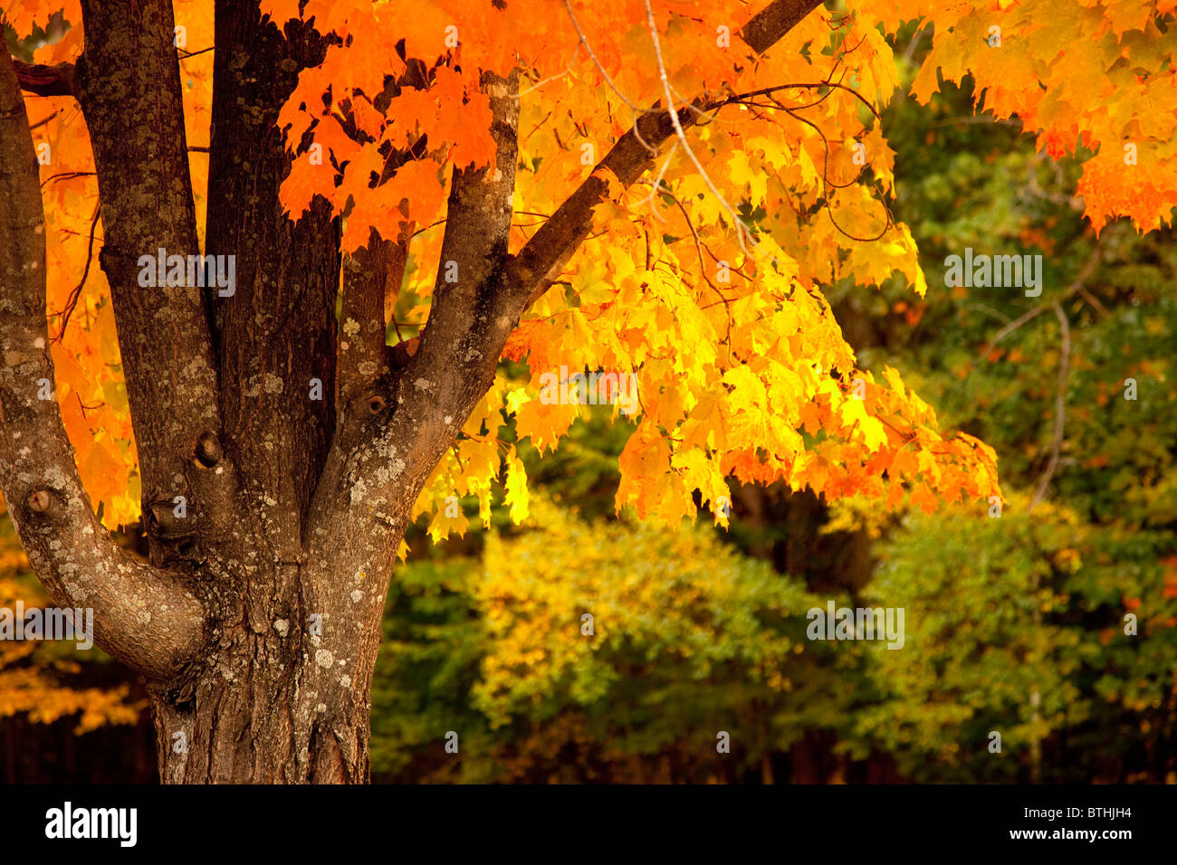 Arbre d'érable à l'automne près de Conway, New Hampshire, USA Banque D'Images