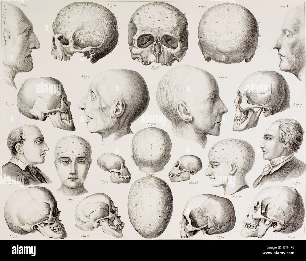 Illustration montrant l'Phrenological relations psychologiques du cerveau. Banque D'Images