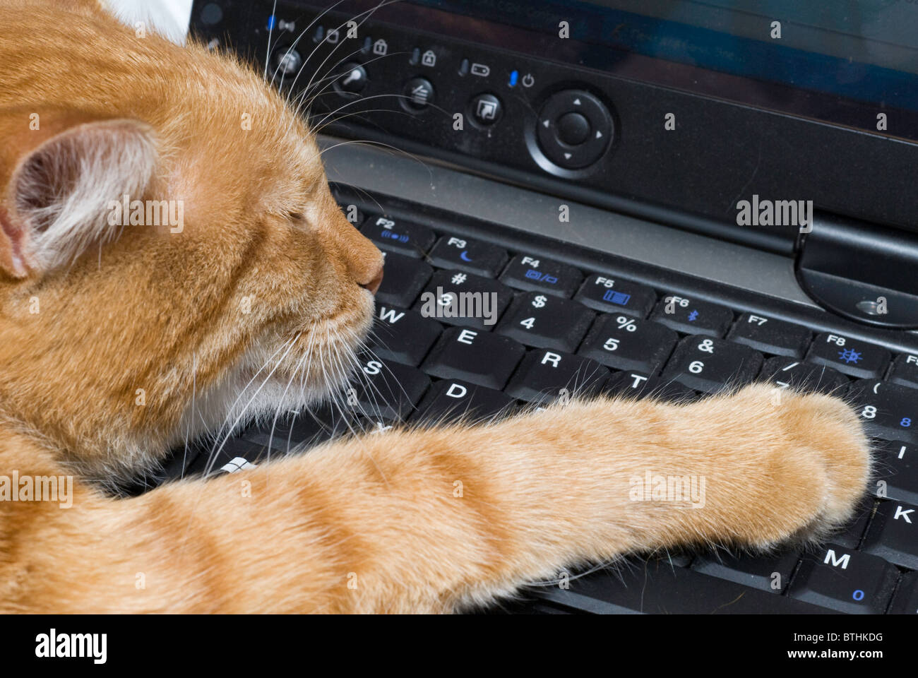 Un Chat Roux Dort Sur Un Ordinateur Portable Photo Stock Alamy