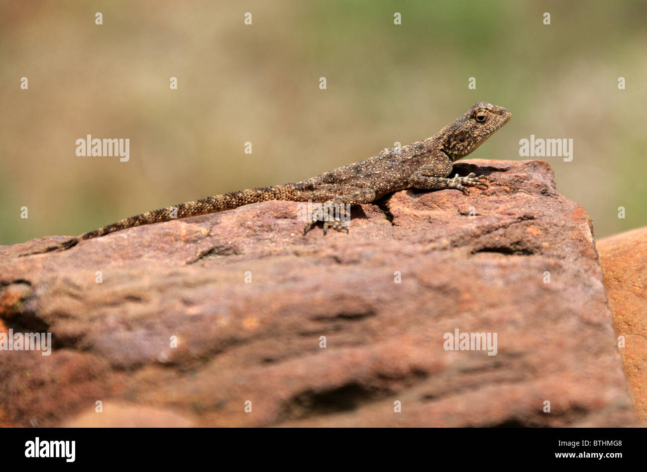 Terrain Agama Lizard, Agama Aculeata, Agamidae. Afrique Du Sud Banque D'Images