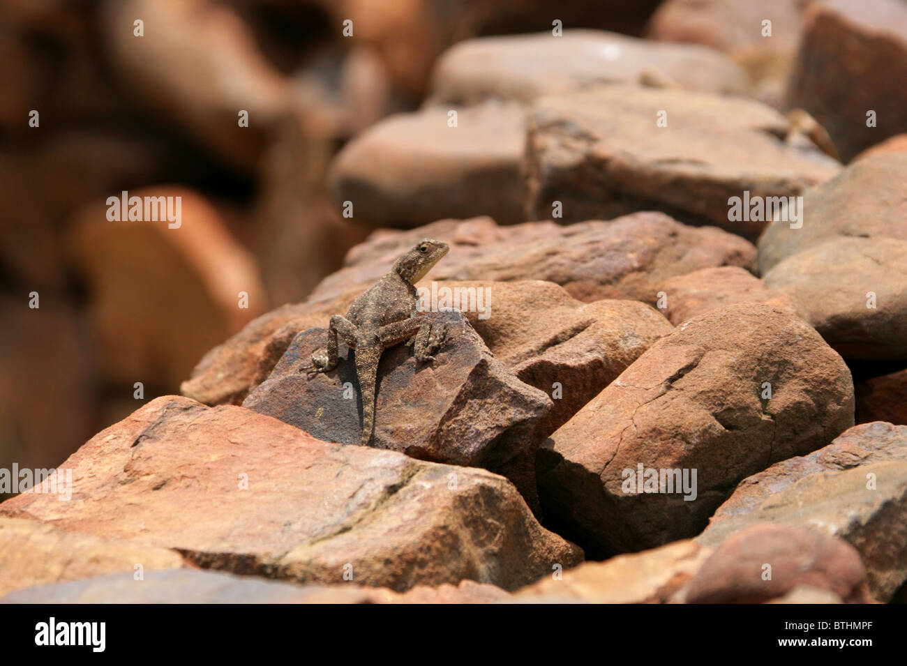 Terrain Agama Lizard, Agama Aculeata, Agamidae. Afrique Du Sud Banque D'Images