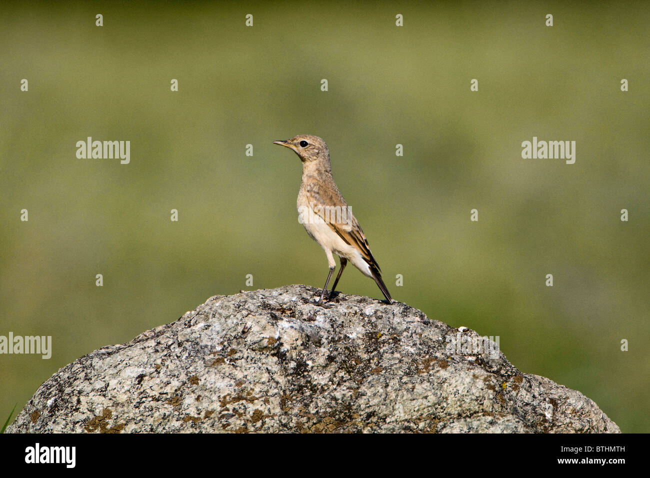 Traquet motteux (Oenanthe isabellina Isabelline) perché sur la roche Banque D'Images