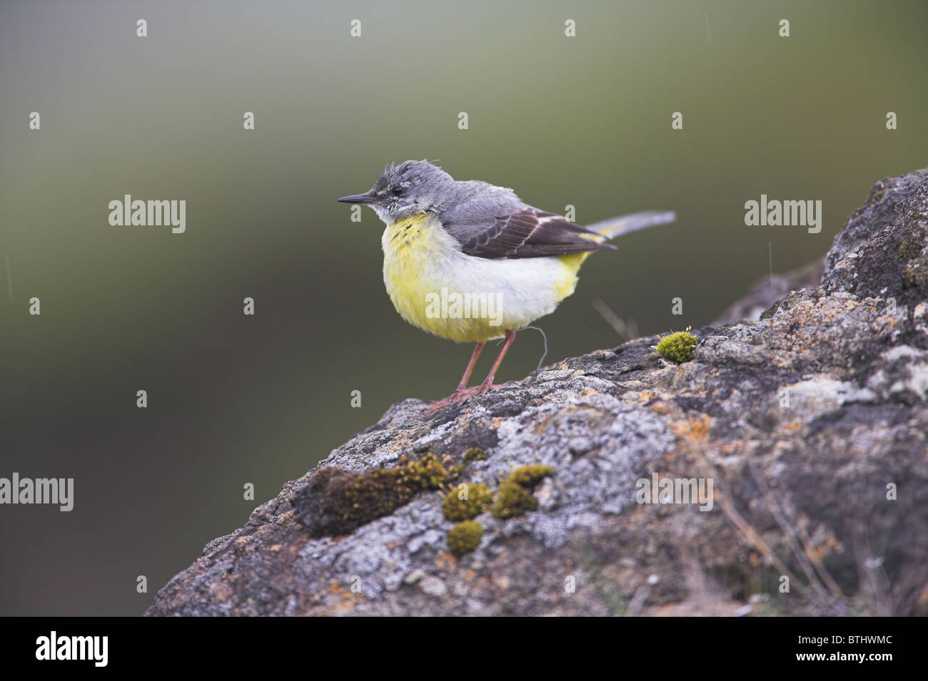 Bergeronnette des ruisseaux Motacilla cinerea des profils perché sur rocher sur l'île de Mull, en Ecosse en mai. Banque D'Images