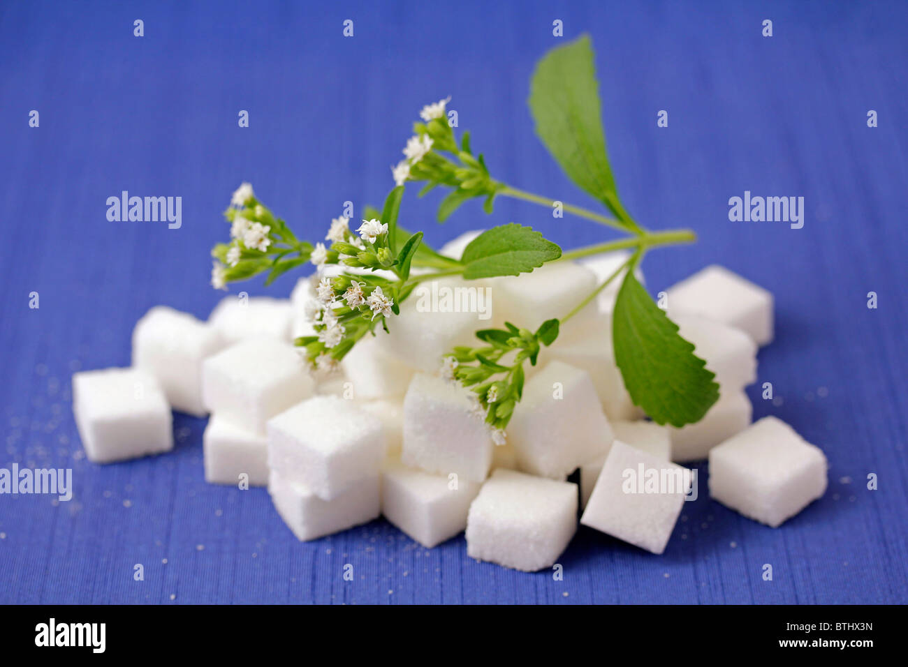 Sweet herb Stevia rebaudiana Banque D'Images