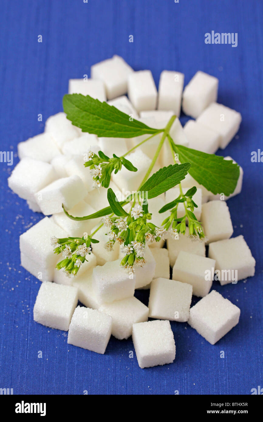 Sweet herb Stevia rebaudiana Banque D'Images