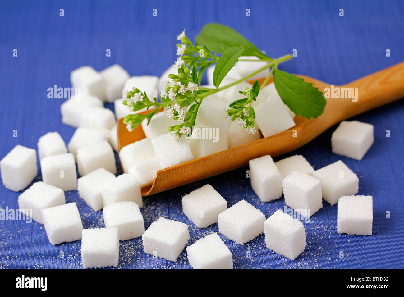 Sweet herb Stevia rebaudiana Banque D'Images