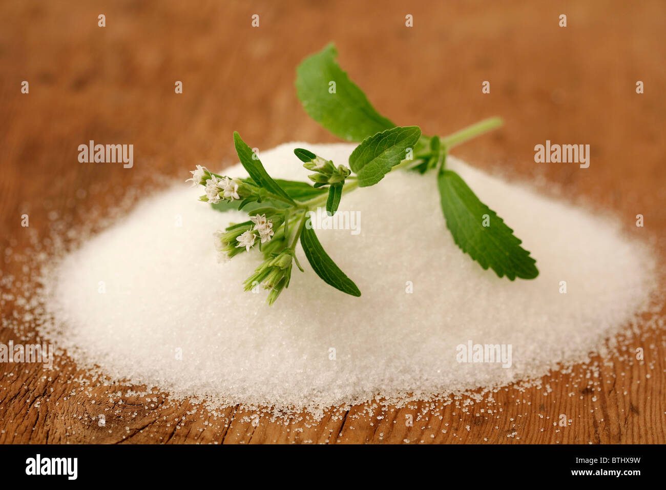 Sweet herb Stevia rebaudiana Banque D'Images