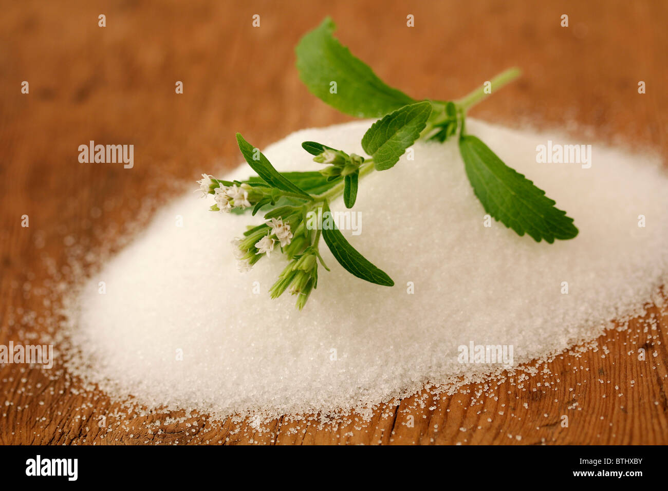 Sweet herb Stevia rebaudiana Banque D'Images