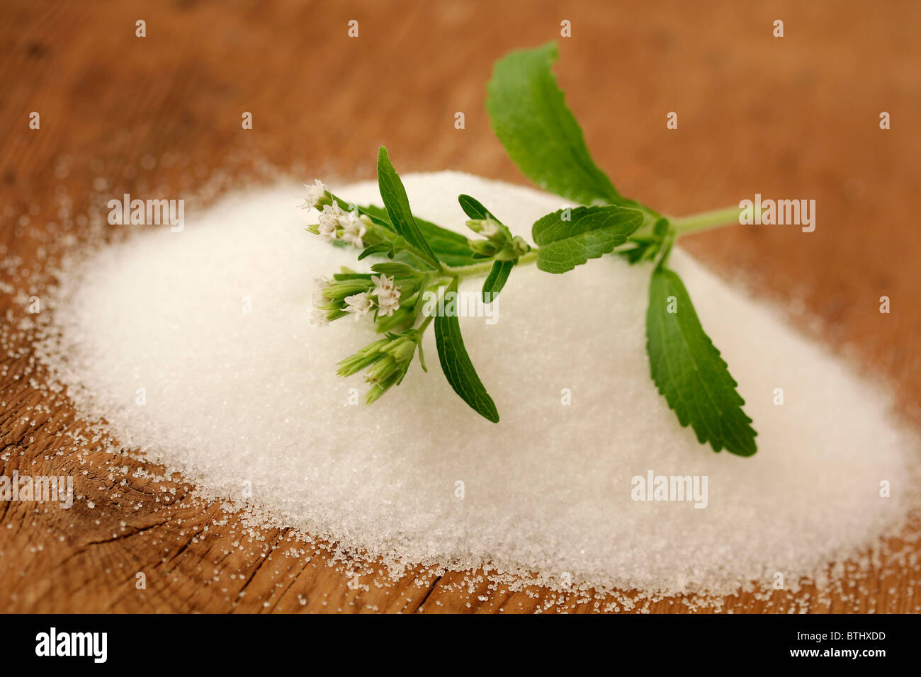 Sweet herb Stevia rebaudiana Banque D'Images
