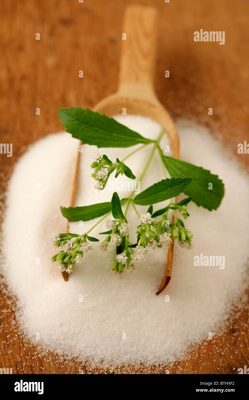 Sweet herb Stevia rebaudiana Banque D'Images