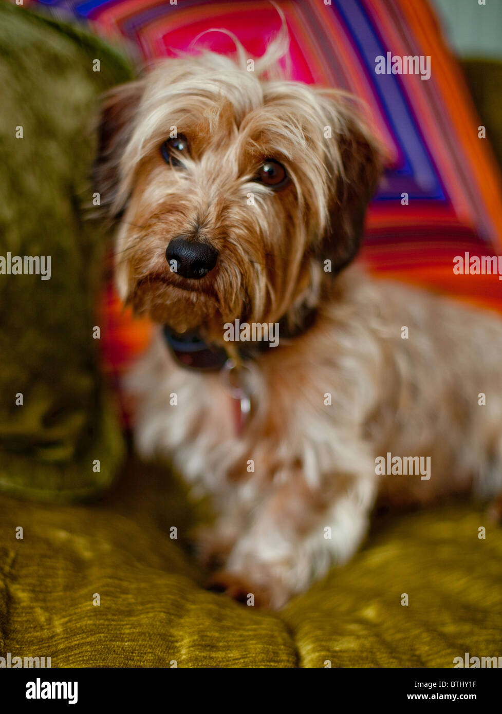 Un mignon petit chien Yorkshire Terrier Banque D'Images