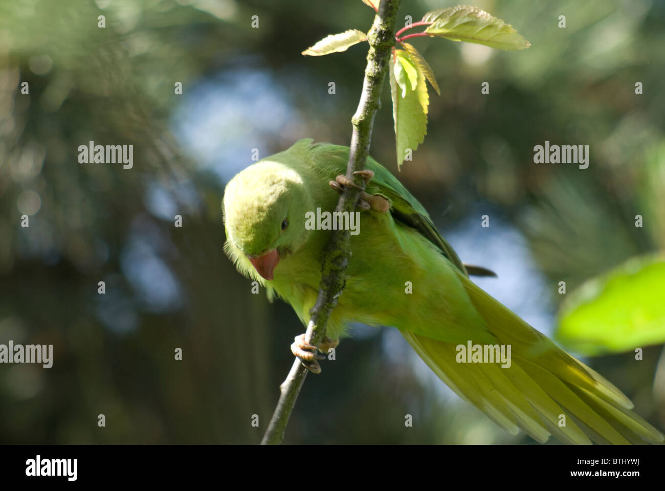Perruche Oiseaux Décoré De Plumes Vert émeraude Avec Un Bec