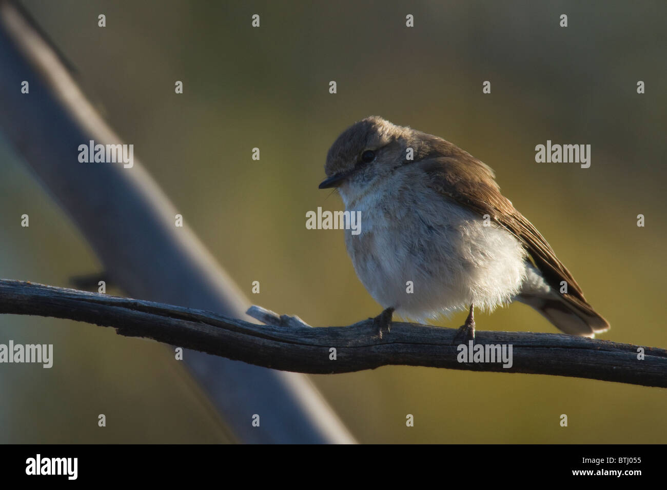 Microeca fascinans Jacky (hiver) perché sur une branche Banque D'Images