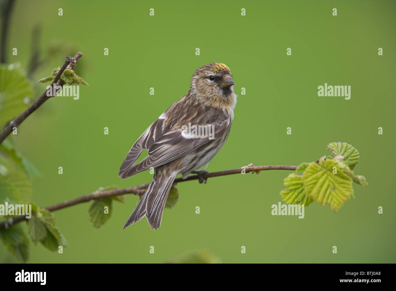 Moindre Sizerin flammé Carduelis flammea cabaret montrant xanthochromism sur le front à Loch Frisa, Ile de Mull, en Ecosse en mai. Banque D'Images