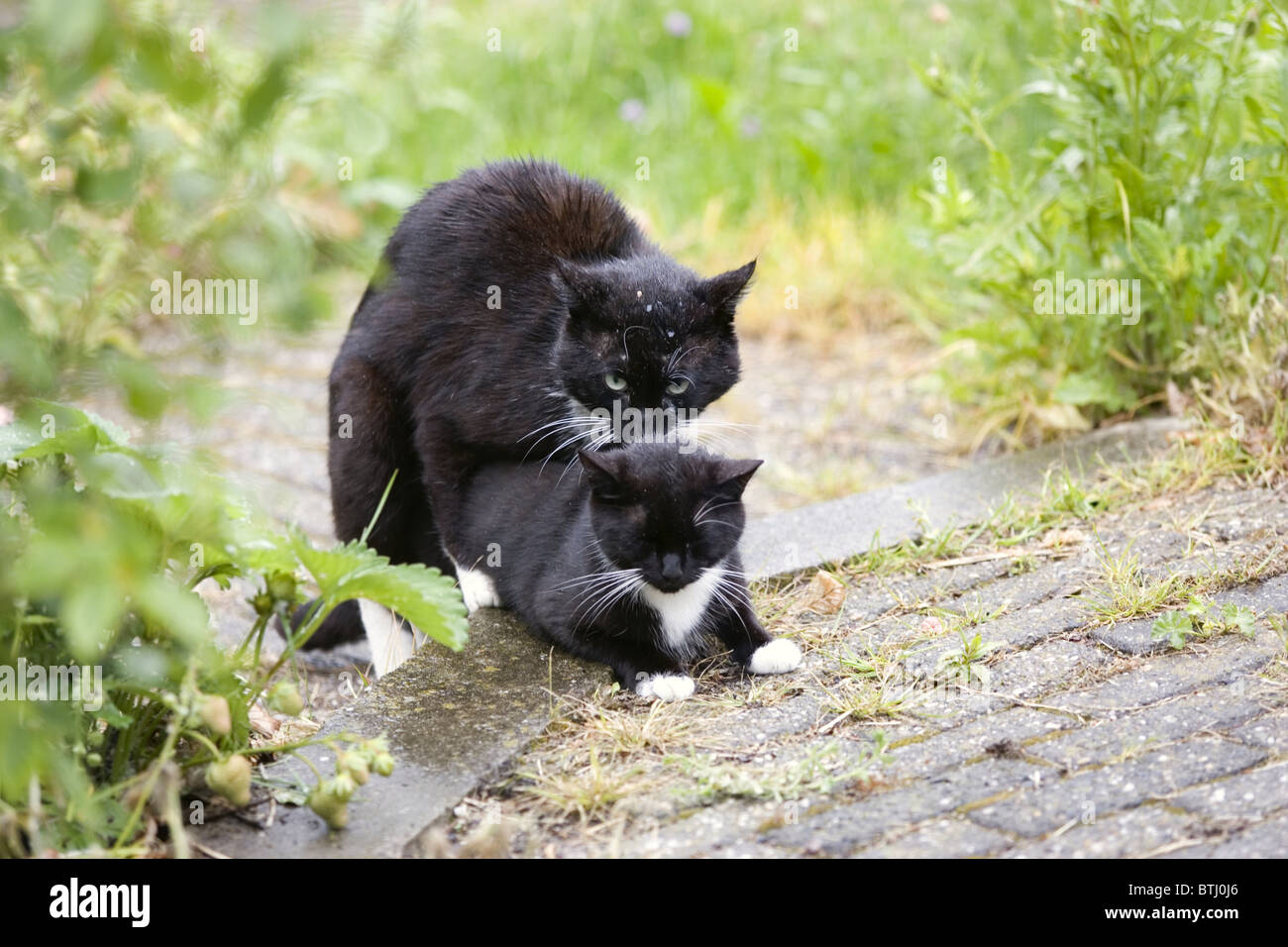 Deux Chats A L Exterieur De L Accouplement D Animaux Domestiques Photo Stock Alamy Deux Chats A L Exterieur De L Accouplement D Animaux Domestiques Photo Stock Alamy