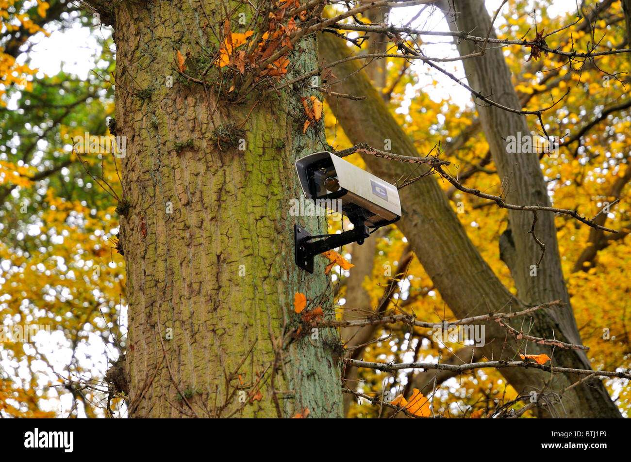 Caméra de surveillance sur l'arbre en campagne Banque D'Images