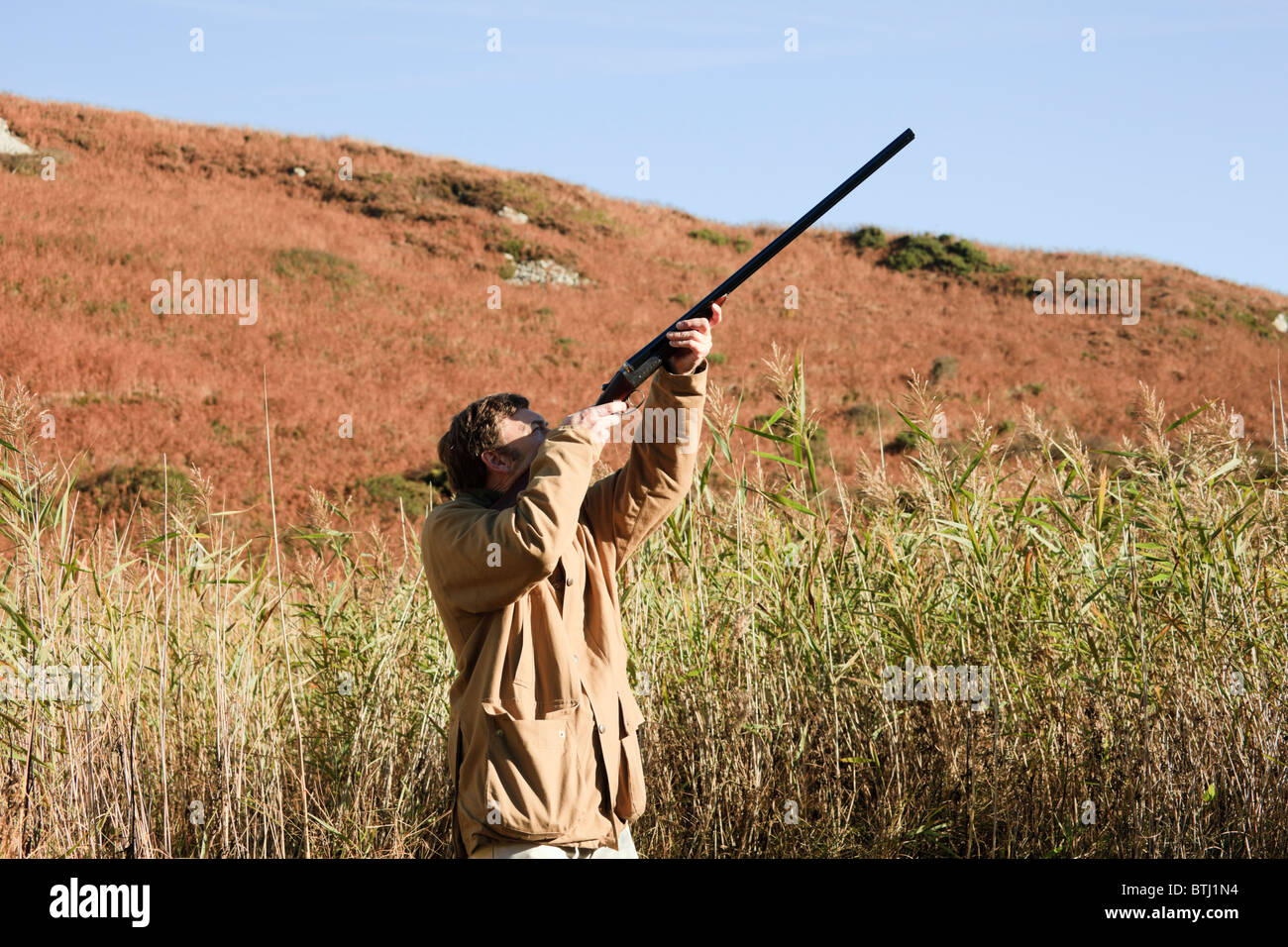 L'analyse de jeu avec l'homme en vue d'un fusil à un oiseau volant au-dessus de roseaux. Le Royaume-Uni, l'Europe. Banque D'Images