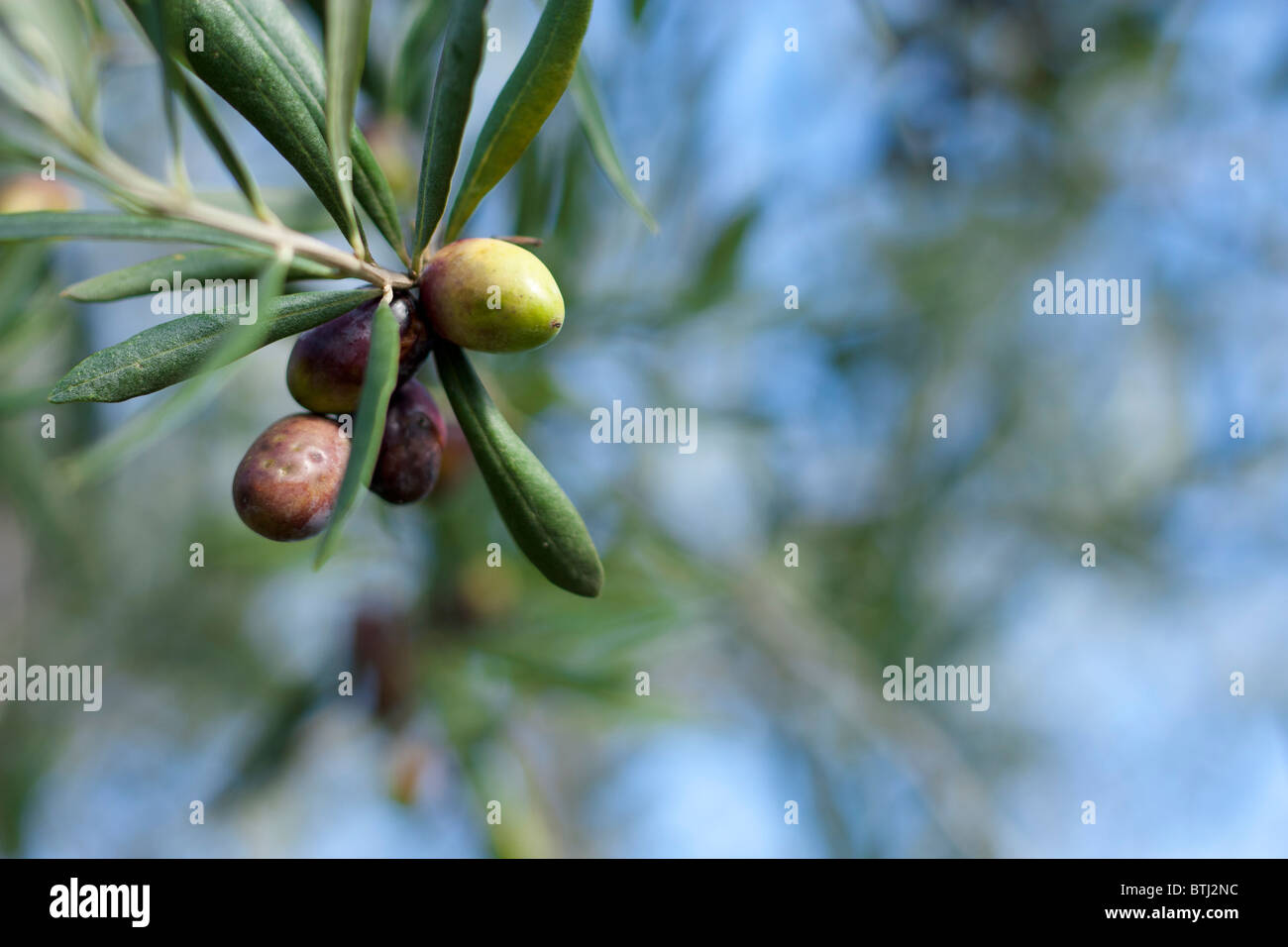 Avec des olives de la direction générale Banque D'Images