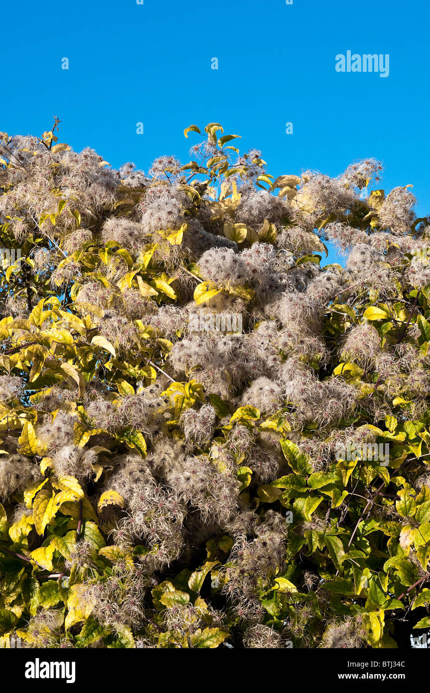 La joie du voyageur / Old Man's Beard / Clematis vitalba - France. Banque D'Images