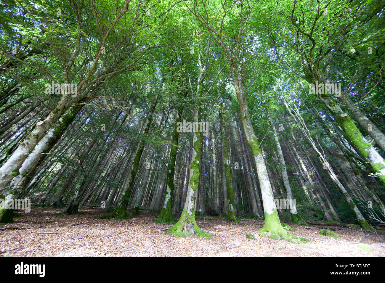 Vue grand angle d'une forêt au pays de Galles en été Banque D'Images