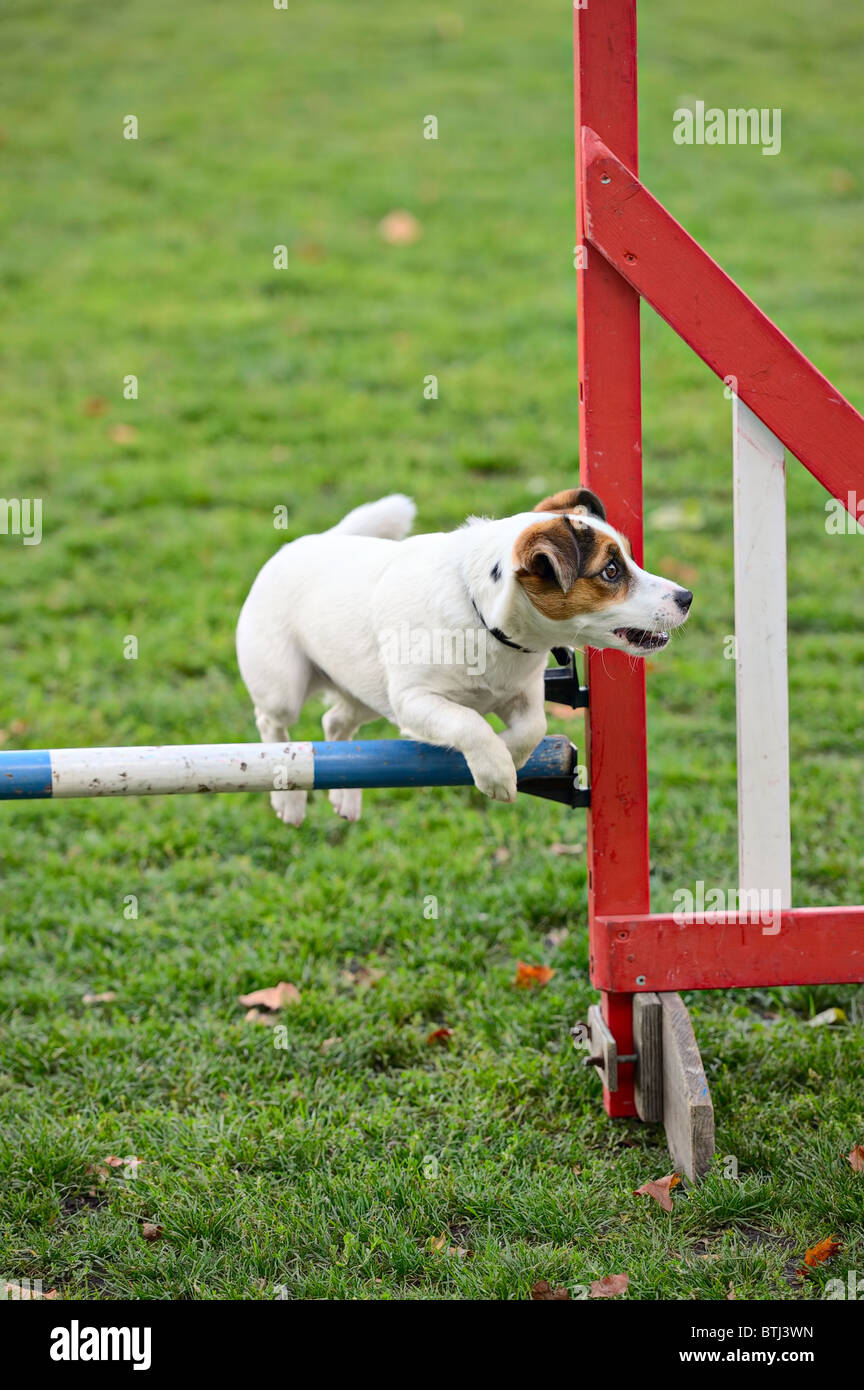 Jack Russell Terrier sautant par-dessus un obstacle dans le cadre de la formation d'agilité Banque D'Images