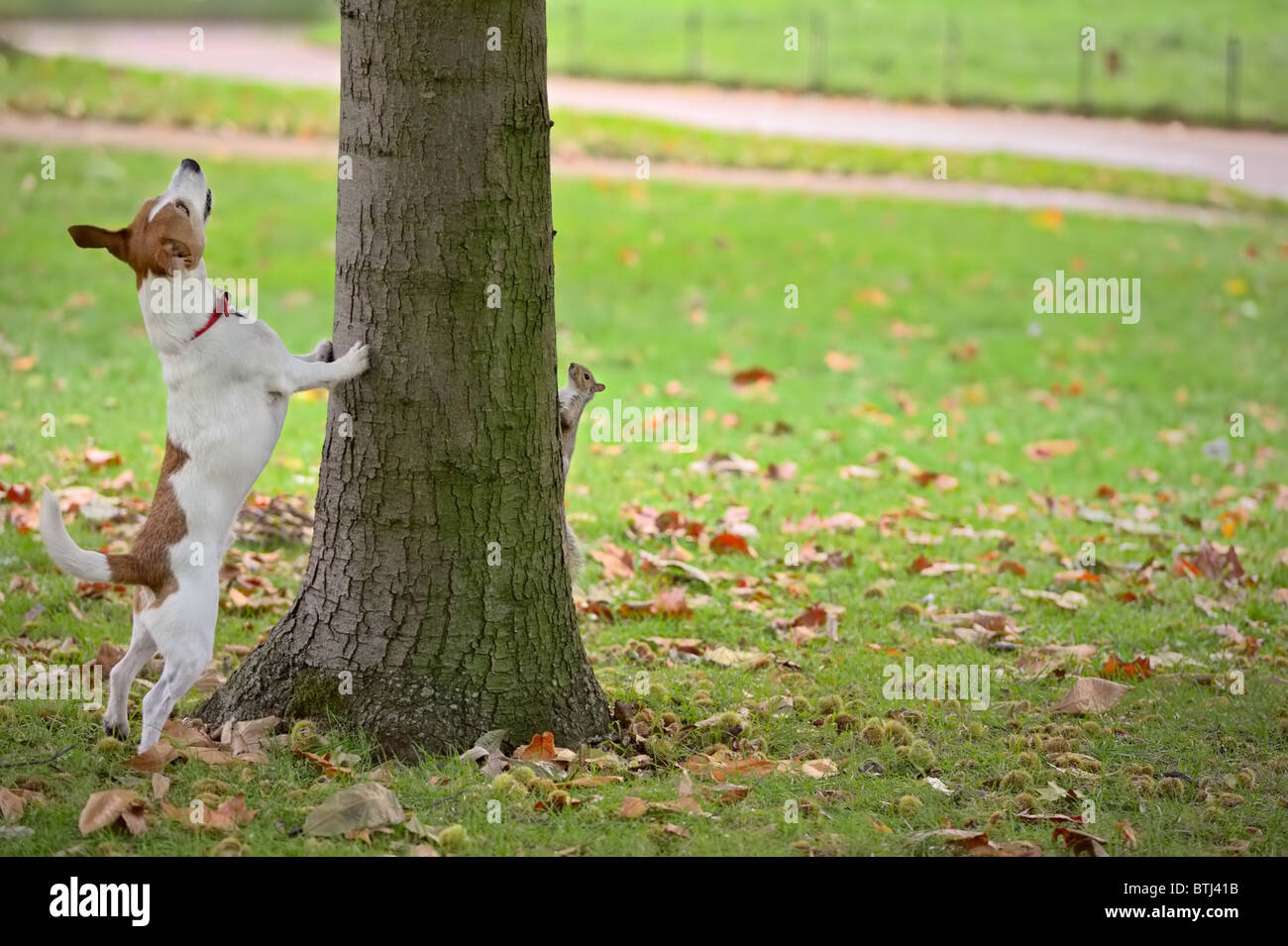 Parson Jack Russell Terrier pourchassant un écureuil gris dans un arbre. Mais l'écureuil se cache de l'autre côté ! Banque D'Images