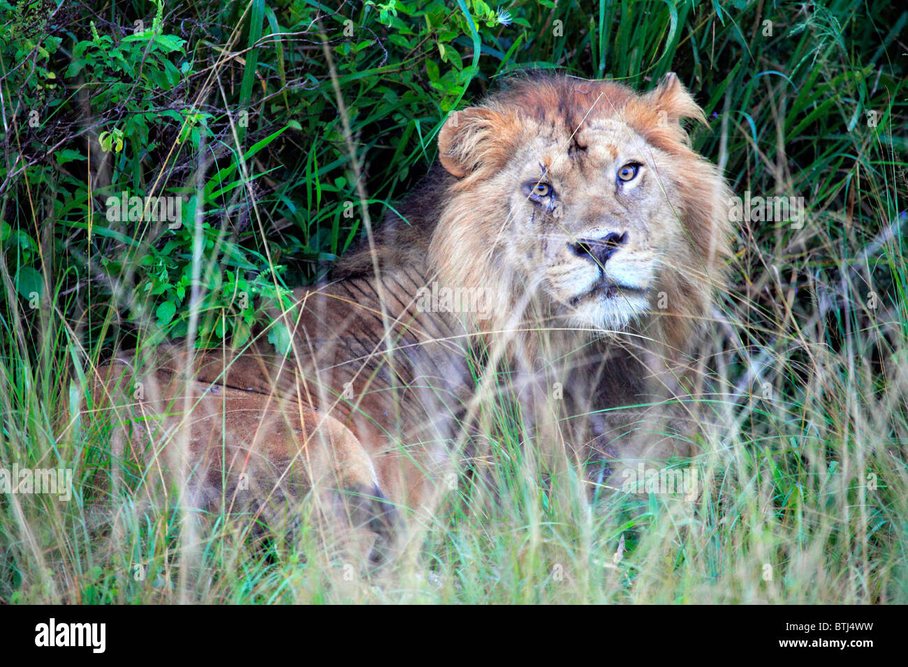 Lion (Panthera leo), le Parc national Queen Elizabeth, en Ouganda, en Afrique de l'Est Banque D'Images