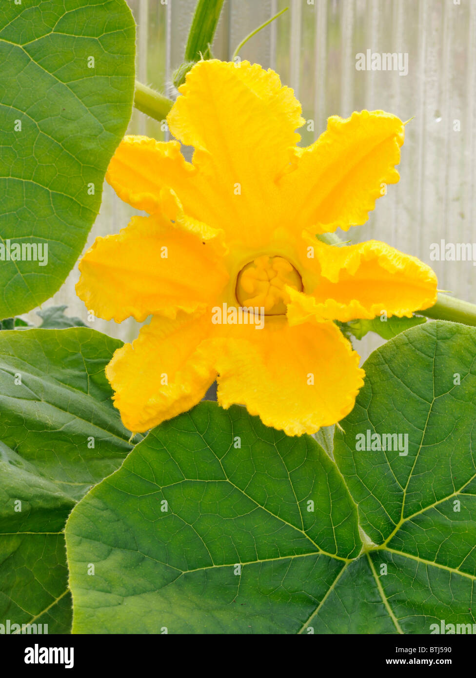 Citrouille jaune fleur dans une serre au nord du cercle arctique en Norvège. Banque D'Images