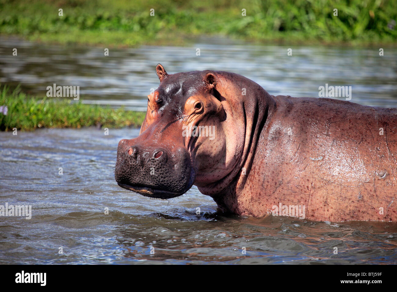 Hippopotame (Hippopotamus amphibius), Murchison Falls national park, l'Ouganda, l'Afrique de l'Est Banque D'Images