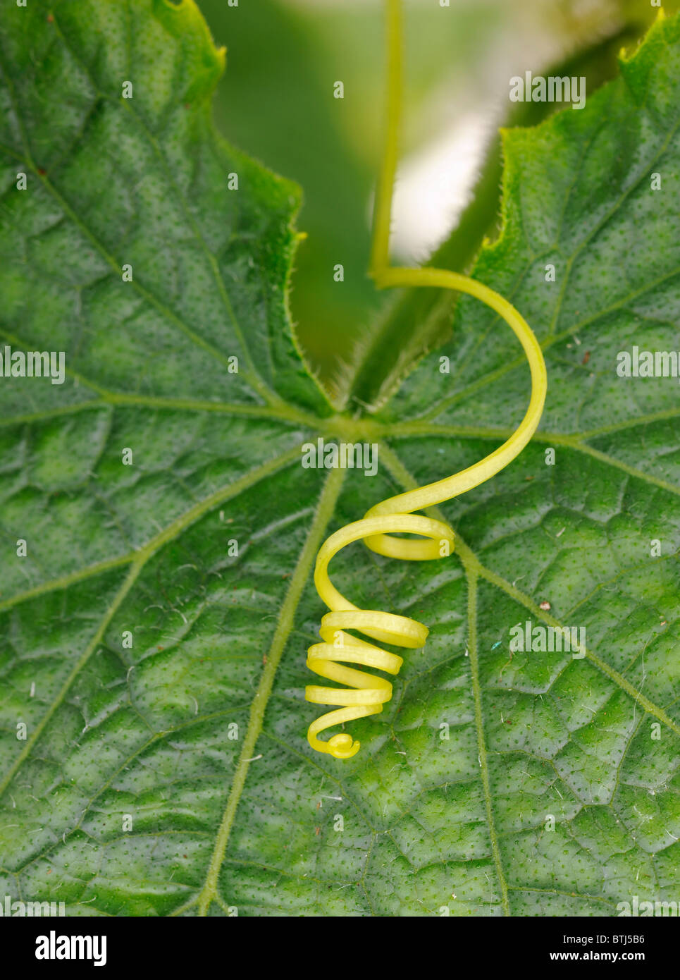 Feuilles de concombre avec la vrille en spirale Banque D'Images